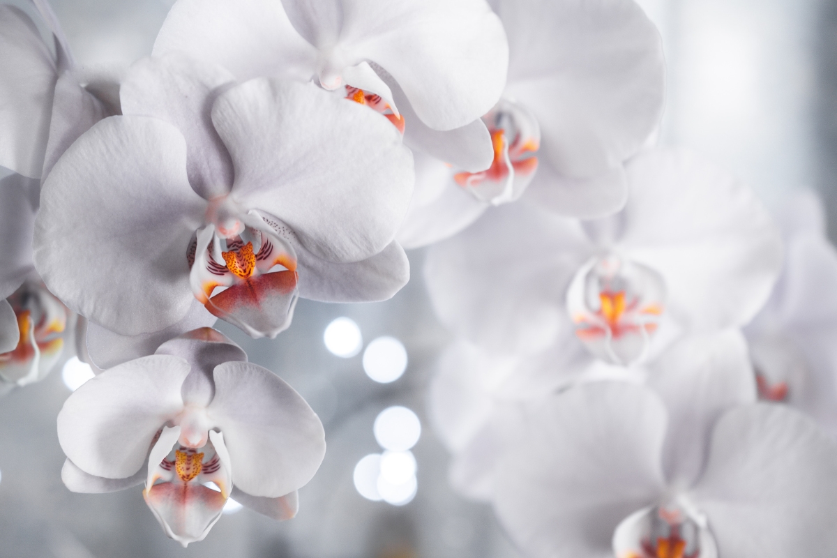 Orquídeas: cuidados, significado, características y tipos