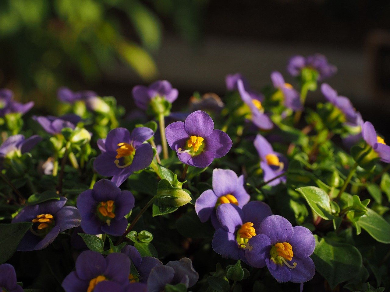 Cuidados y cultivo de la violeta africana | JardinsGarden